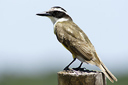 Great Kiskadee